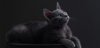 Aktif Karbonlu Kedi Kumu Hakkında Bilmeniz Gerekenler