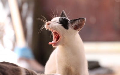 Kediler Ağız ve Diş Sağlığı