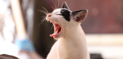 Kediler Ağız ve Diş Sağlığı